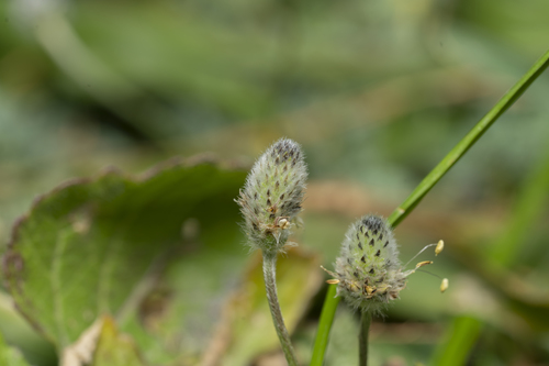 Plantago lagopus