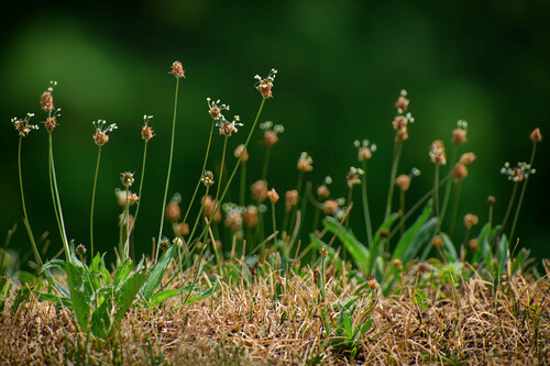 Plantago lanceolata (Narrow-leaf plantain) — photo