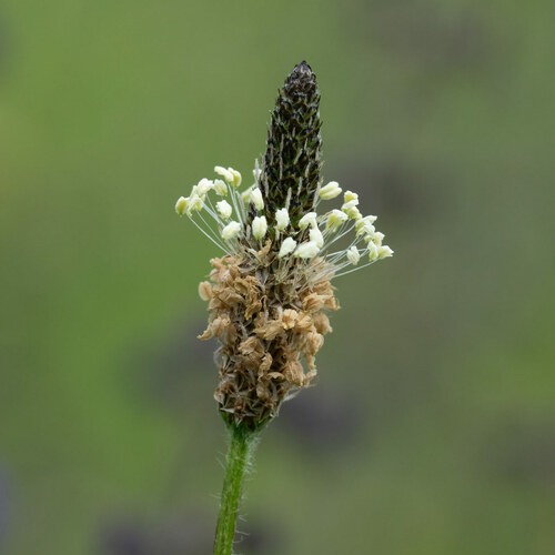 Plantago lanceolata (Narrow-leaf plantain) — photo