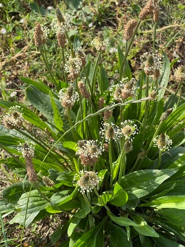 Plantago lanceolata