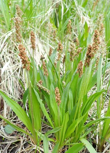 Plantago macrocarpa (Seashore plantain) — photo