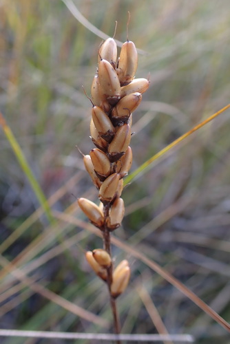 Plantago macrocarpa (Seashore plantain) — photo