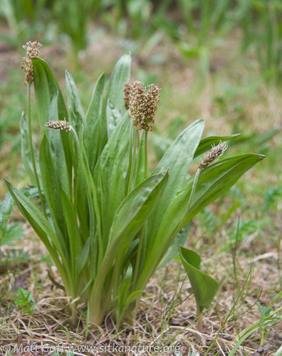 Plantago macrocarpa
