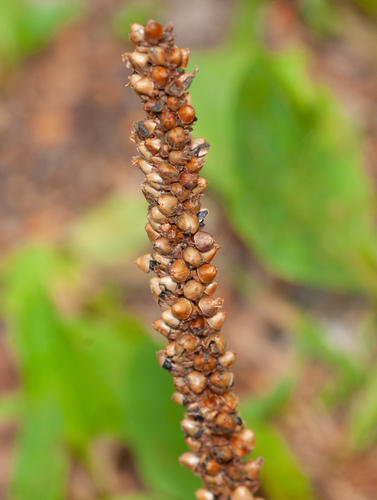 Plantago major (Common plantain) — photo