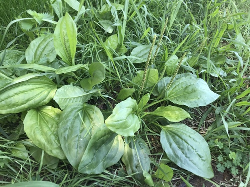 Plantago major (Common plantain) — photo