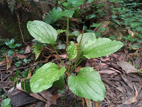 Plantago major subsp. intermedia — photo