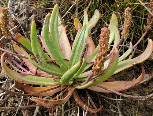 Plantago maritima (Sea plantain) — photo