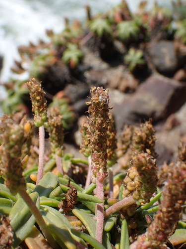 Plantago maritima (Sea plantain) — photo
