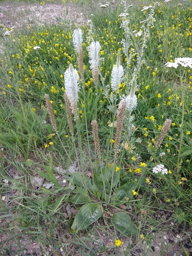 Plantago media (Hoary plantain) — photo