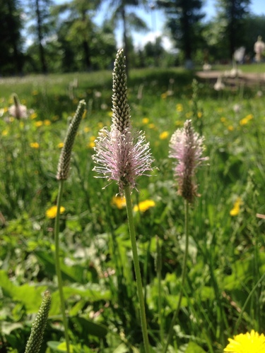 Plantago media (Hoary plantain) — photo