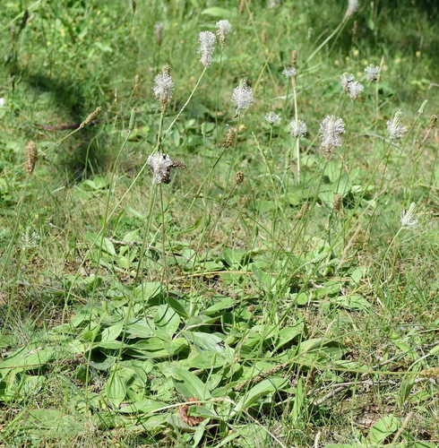 Plantago media