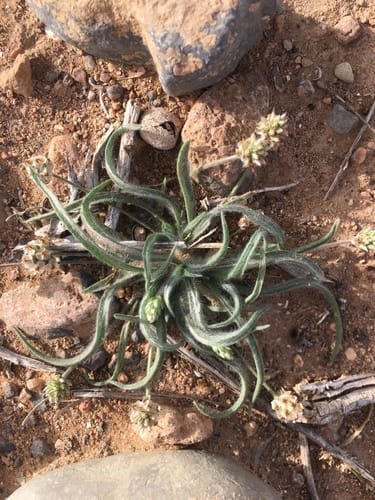 Plantago ovata (Blond psyllium) — photo