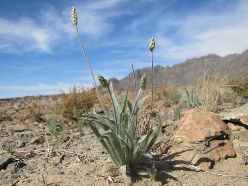 Plantago ovata