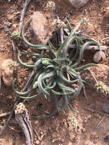 Plantago ovata (Blond psyllium) — photo