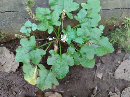 Plantago palmata — photo