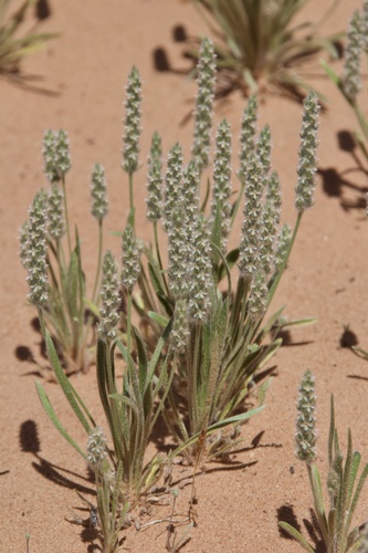 Plantago patagonica (Wooly plantain) — photo