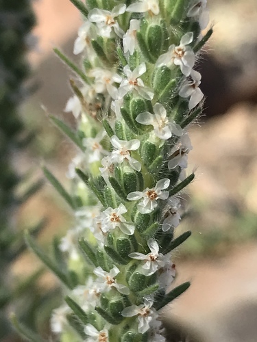 Plantago patagonica (Wooly plantain) — photo