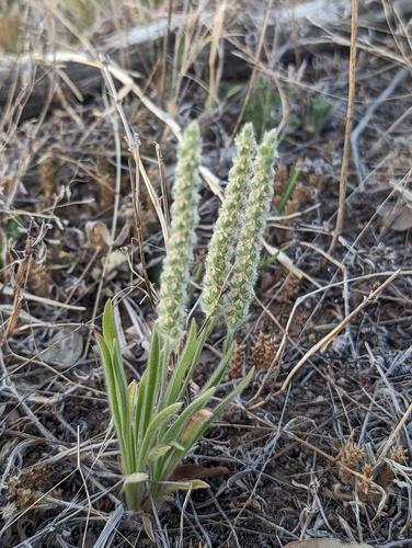 Plantago patagonica