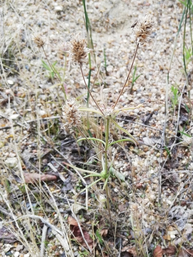 Plantago psyllia