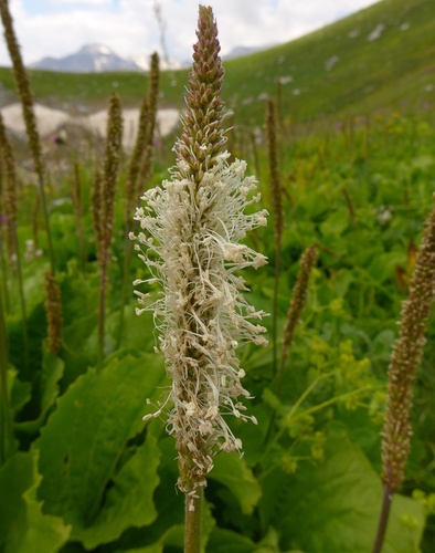 Plantago reniformis (Ilirska bokvica) — photo