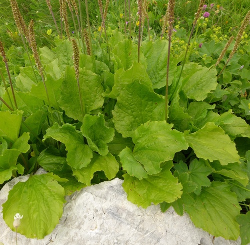 Plantago reniformis (Ilirska bokvica) — photo
