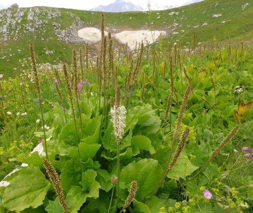 Plantago reniformis