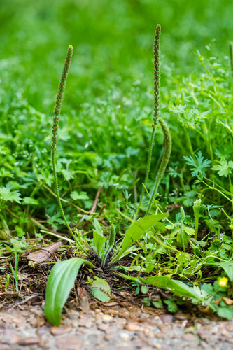Plantago rugelii (Blackseed plantain) — photo
