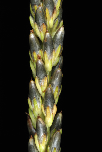 Plantago rugelii (Blackseed plantain) — photo