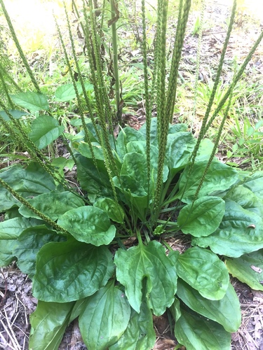 Plantago rugelii