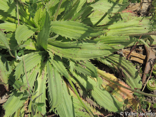 Plantago serraria — photo