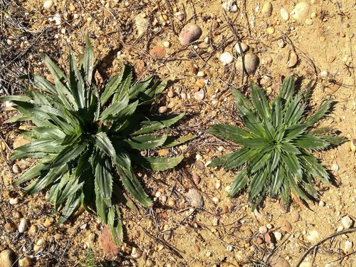 Plantago serraria — photo