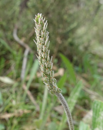 Plantago varia — photo