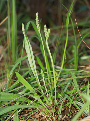 Plantago varia — photo