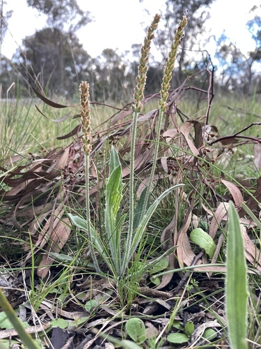 Plantago varia