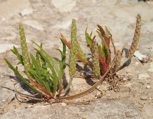 Plantago weldenii — photo