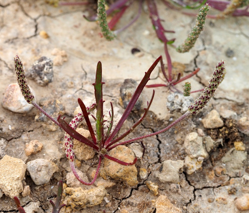 Plantago weldenii — photo