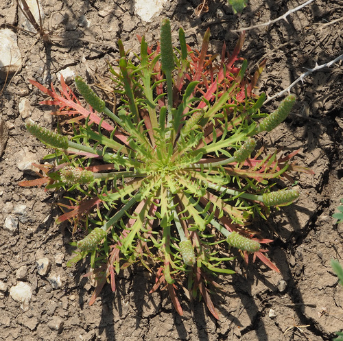 Plantago weldenii