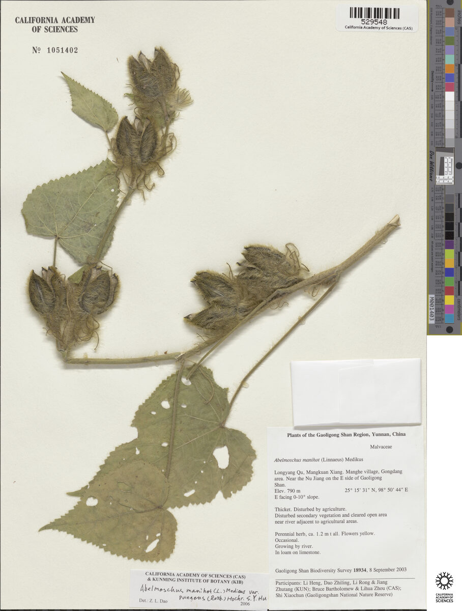 Abelmoschus manihot var. pungens (Kabasi) — photo