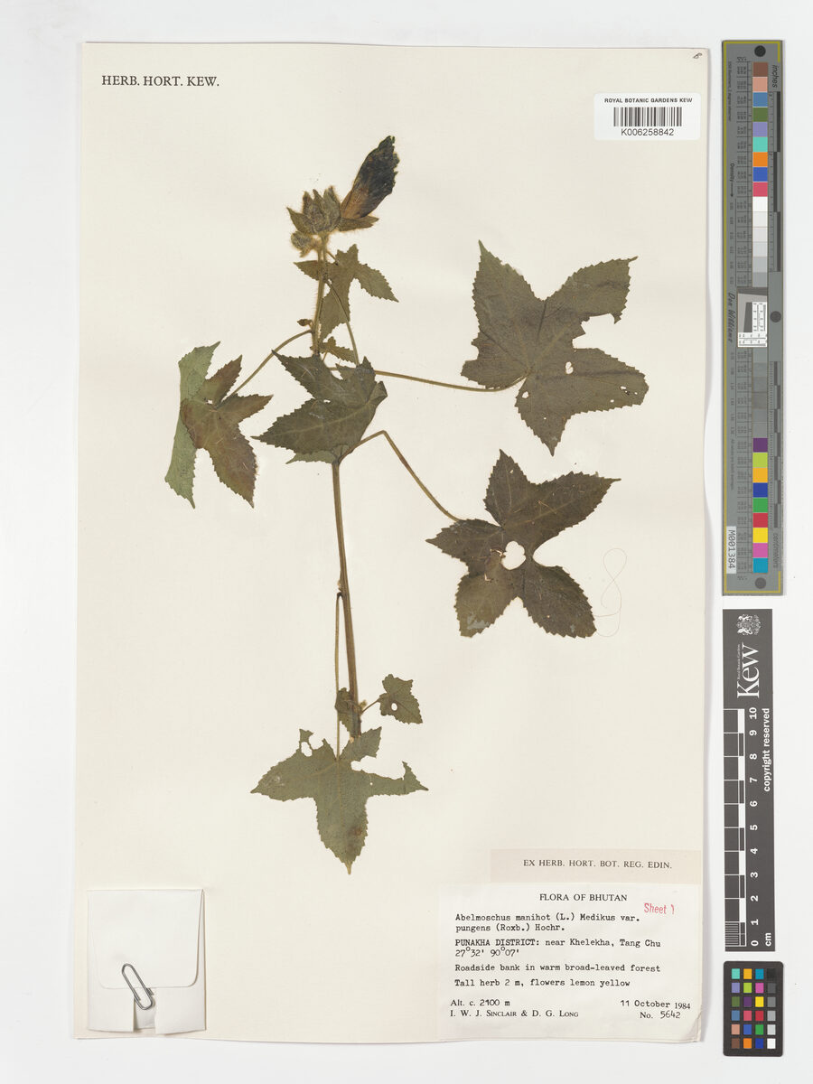 Abelmoschus manihot var. pungens (Kabasi) — photo