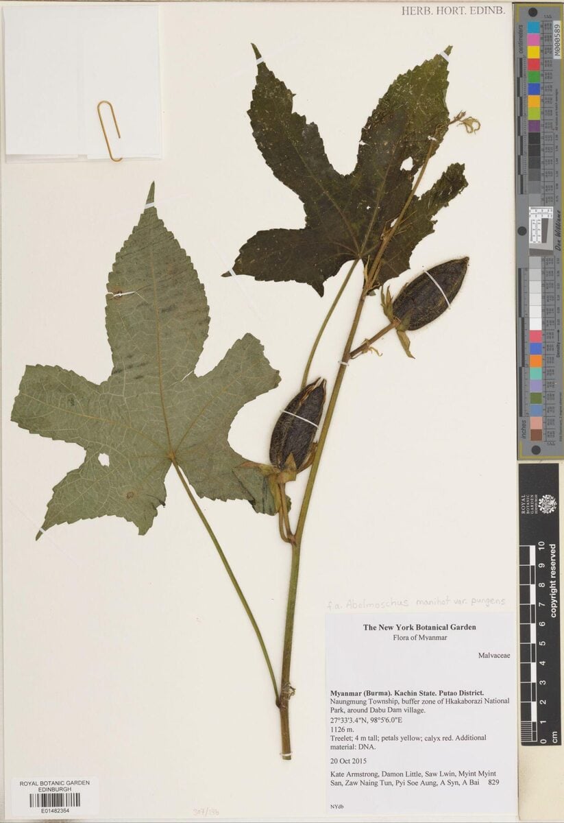 Abelmoschus manihot var. pungens