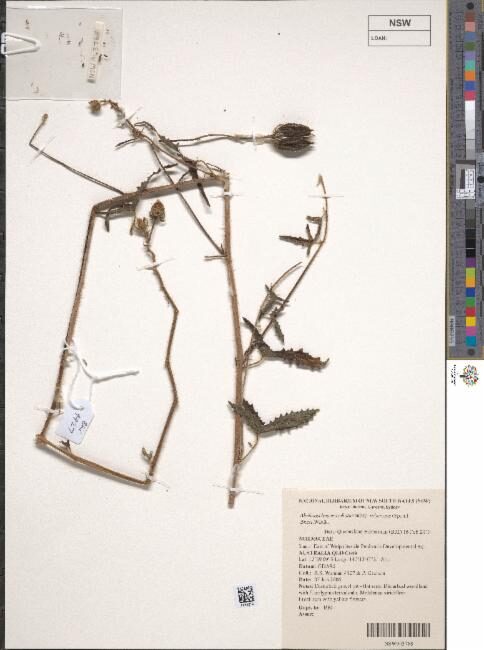 Abelmoschus moschatus subsp. tuberosus (Climbing hibiscus) — photo