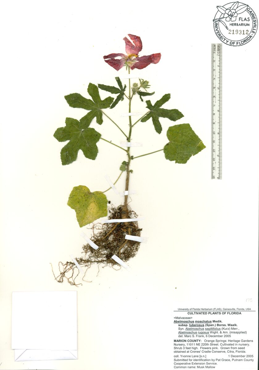 Abelmoschus moschatus subsp. tuberosus (Climbing hibiscus) — photo