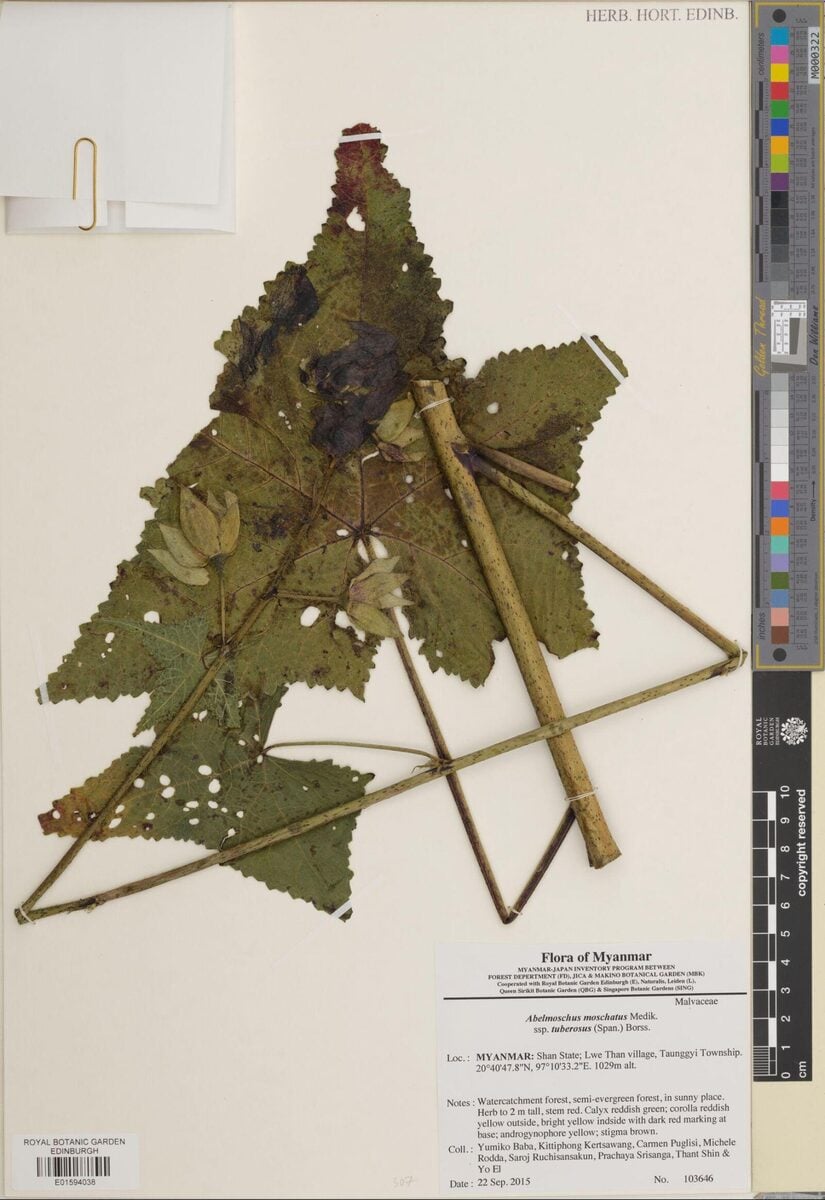 Abelmoschus moschatus subsp. tuberosus