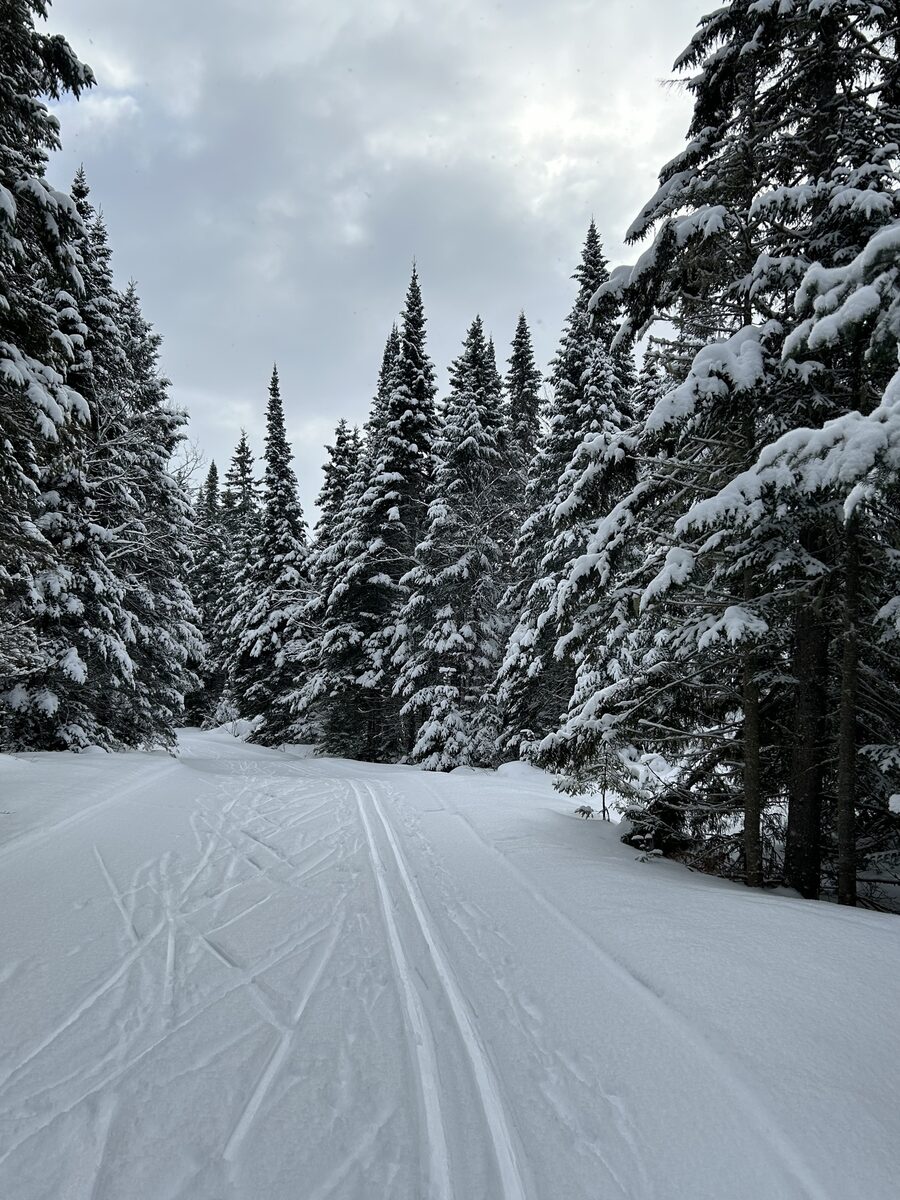 Abies balsamea - (L.)Mill. (Balsam Fir) — photo