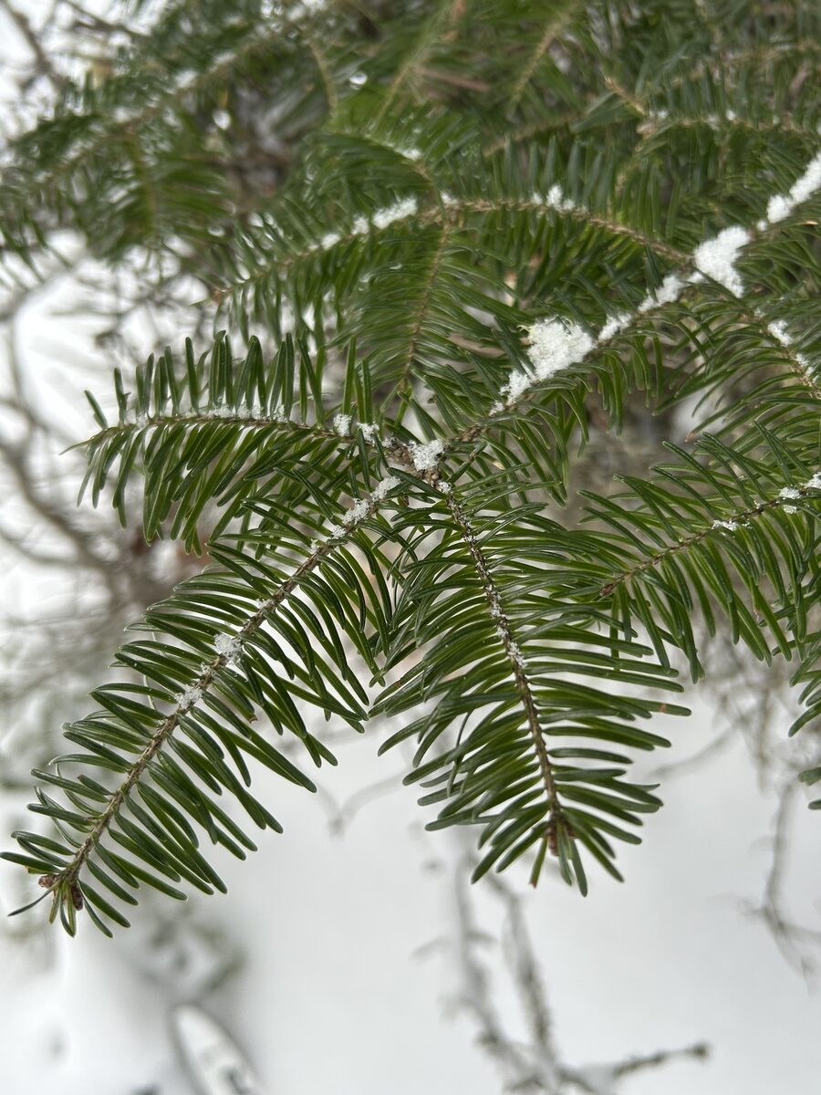 Abies balsamea - (L.)Mill. (Balsam Fir) — photo