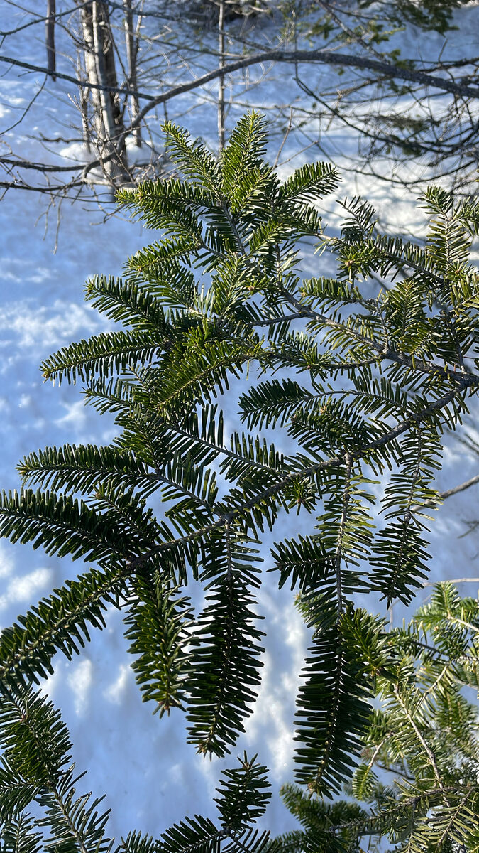 Abies balsamea - (L.)Mill.