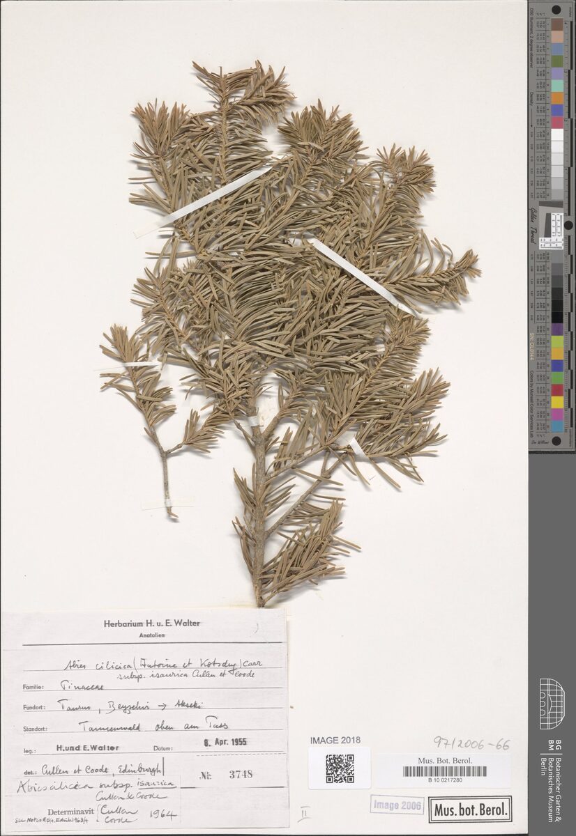 Abies cilicica subsp. isaurica — photo