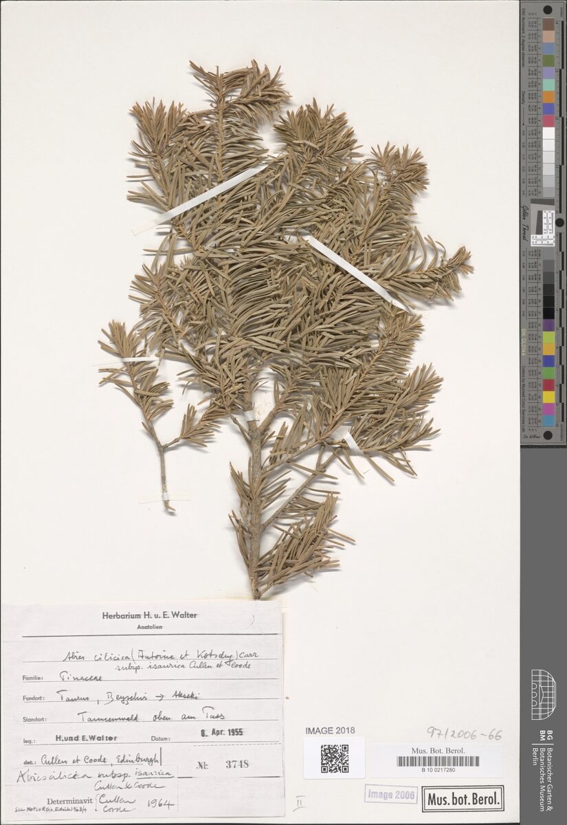 Abies cilicica subsp. isaurica — photo