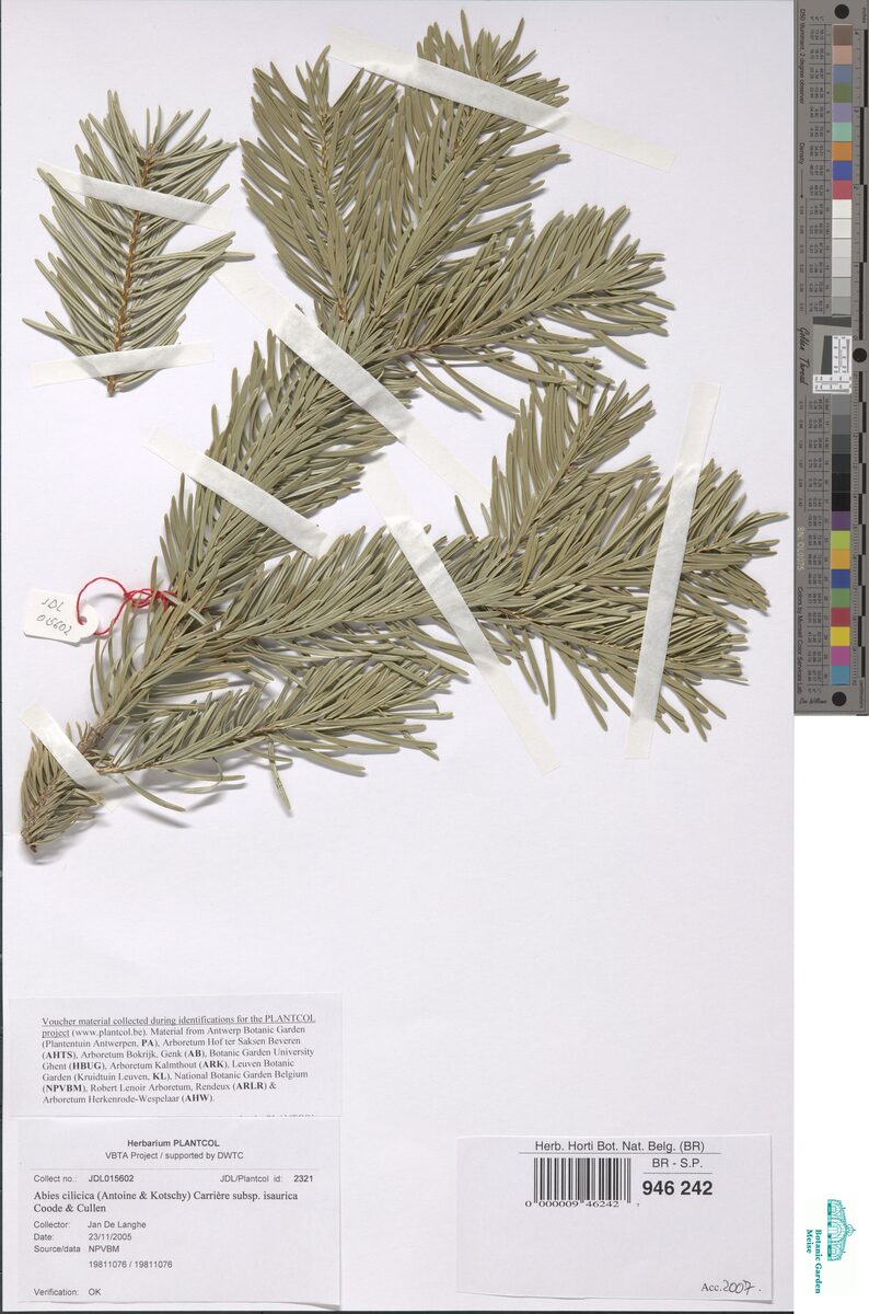 Abies cilicica subsp. isaurica