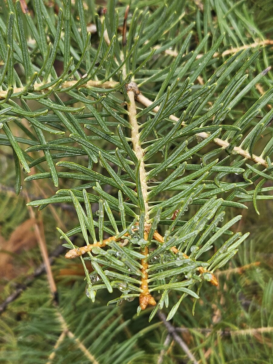 Abies concolor - (Gordon.&Glend.)Lindl. ex Hildebrand. (Colorado Fir) — photo